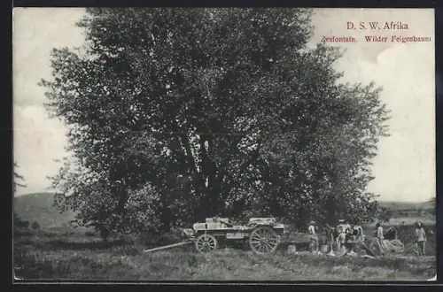 AK Zesfontain /D. S. W. Afrika, Wilder Feigenbaum