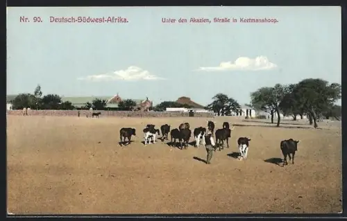 AK Keetmanshoop /Deutsch-Südwest-Afrika, Unter den Akazien, Bauer mit Rindern