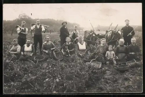 AK Bauern auf dem Feld bei der Kartoffelernte, Landwirtschaft