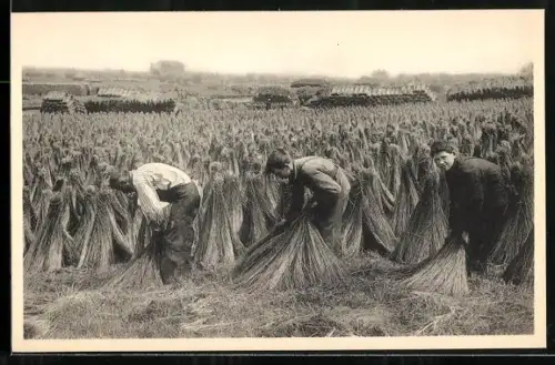 AK Keren van de kapellen, Arbeiter bei der Flachsernte, Landwirtschaft