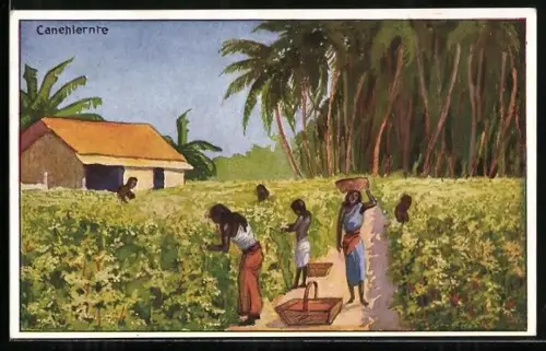 AK Bauern bei der Canehlernte, Landwirtschaft