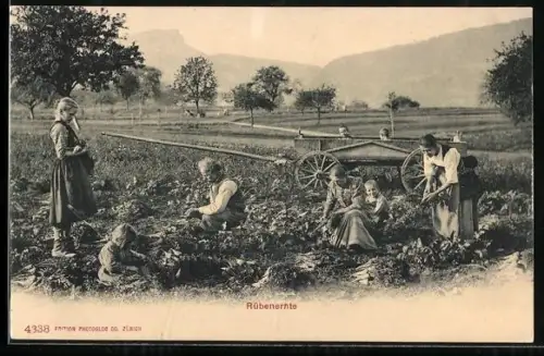 AK Bauernfamilie erntet Rüben auf dem Feld, Landwirtschaft