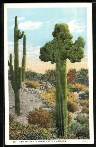AK Arizona, Two Species of Giant Cactus