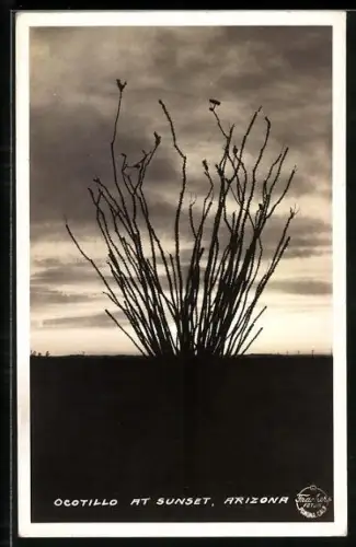 AK Arizona, Ocotillo at sunset, Kaktus