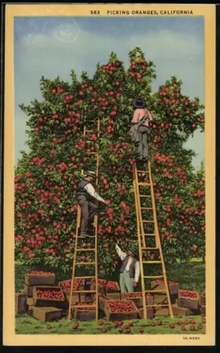 AK Florida, Erntehelfer pflücken Orangen