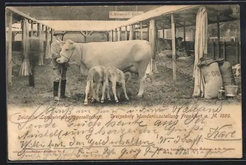 AK Frankfurt a. M., Deutsche Landwirtschaftsgesellschaft, 1899, Rind mit Kälbern