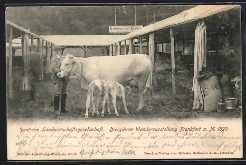 AK Frankfurt a. M., Wanderausstellung der deutschen Landwirtschaftsgesellschaft 1899, Stallanlagen, Kühe, Tierpfleger