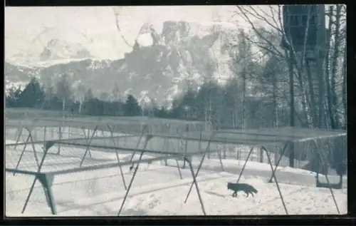 AK Collalbo /Bolzano, Allevamento Volpi