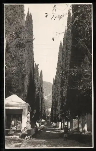 Foto-AK Novi Afon, Zypressenallee