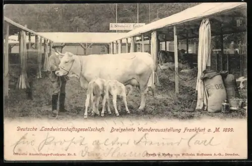 AK Frankfurt a. M., 13. Wanderausstellung 1899, Dt. Landwirtschaftsgesellschaft, Bauer mit Kuh und Kälbern, Viehzucht