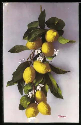 AK Zitronen am Zweig mit Blüten