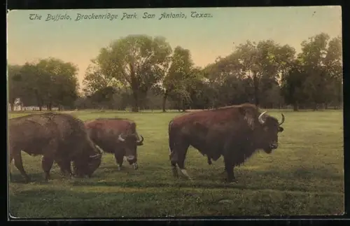 AK San Antonio, TX, Brackenridge Park, The Buffalo