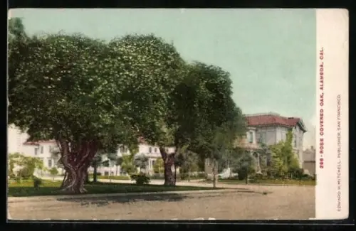 AK Alameda, CA, Rose covered oak