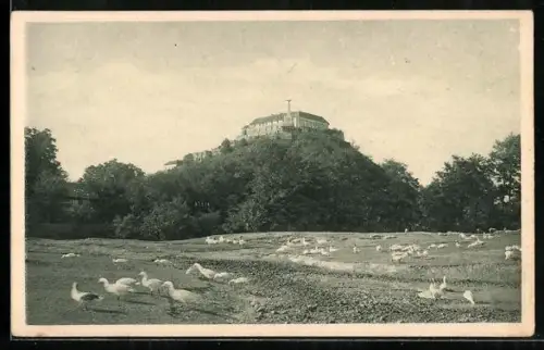 AK Palanky, Varpalanka, Mukacsevo mollett