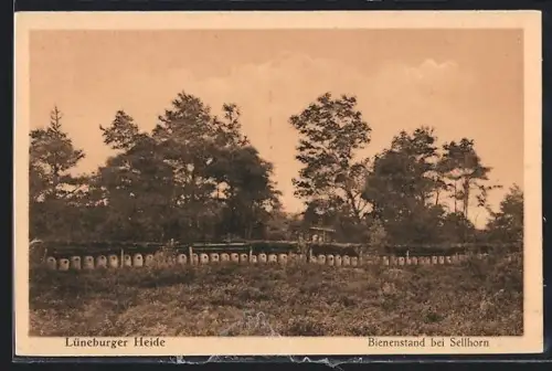 AK Bispingen /Lüneburger Heide, Sellhorn, Bienenstand, Bienenkörbe, Panorama