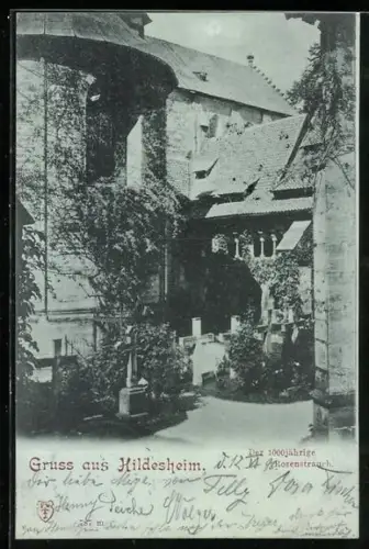 AK Hildesheim, Der 1000jährige Rosenstrauch