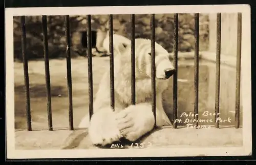 AK Tacoma, WA, Polar Bear in Pt. Pifione Park