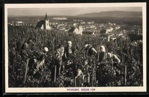 Foto-AK Krems a. D., Arbeiter bei der Weinlese 1928