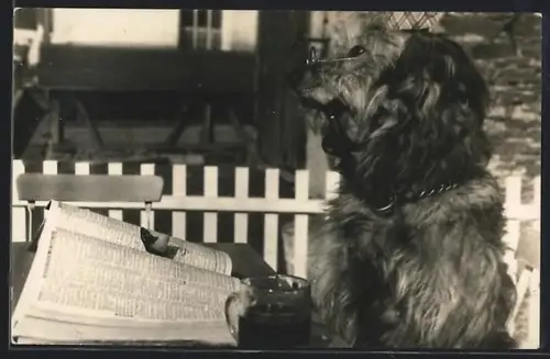 Foto-AK Hund mit Lesebrille und einer Tasse Tee vor einem Buch