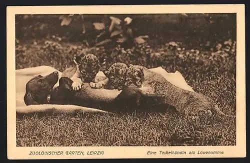 AK Leipzig, Zoologischer Garten, Eine Teckelhündin als Löwenamme