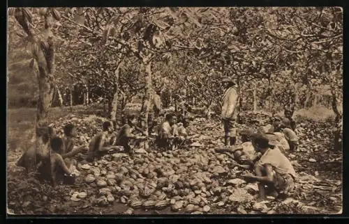 AK Kamerun, Bauern bei der Kakaoernte