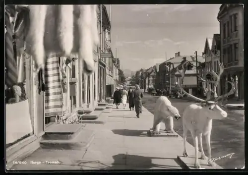 AK Tromsö, Präparierte Tiere (Eisbär und Rentier) vor einem Geschäft, Strassenpartie