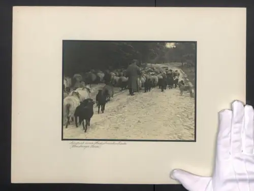Fotografie Albin Müller, Hamburg, Lüneburger Heide, Austrieb einer Heidschnuckenherde