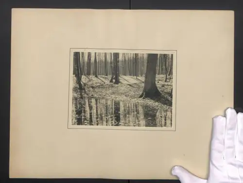 Fotografie Albin Müller, Hamburg Vorfrühling im Walde