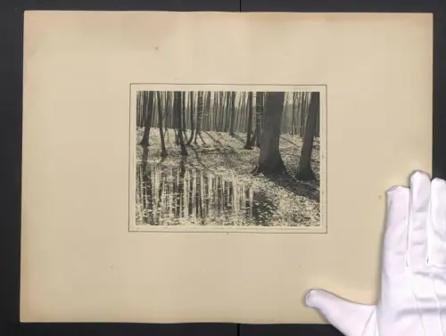 Fotografie Albin Müller, Hamburg, Vorfrühling im Walde