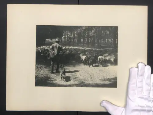 Fotografie Albin Müller, Hamburg, Heidschnucken, Austrieb der Herde