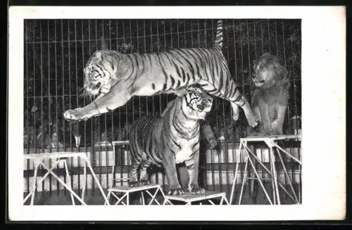 AK Raubtier-Dressurschau und Zirkus Willy Hagenbeck, Tiger springen durch die Luft