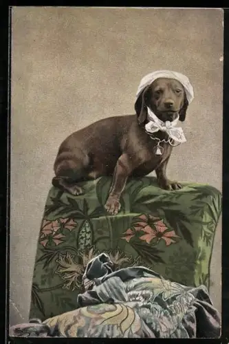 AK Dackel mit Haube auf der Lehne eines Sessels