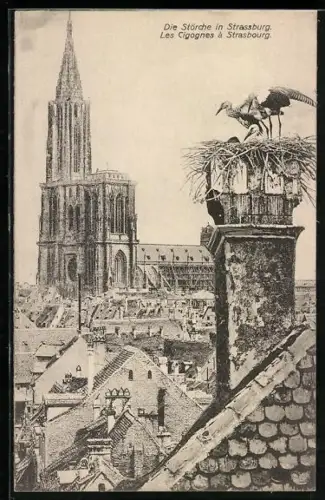 AK Strassburg, Kirche mit Storchennest