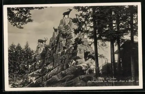 AK St. Gallen, Steinbockfelsen im Wildpark Peter und Paul