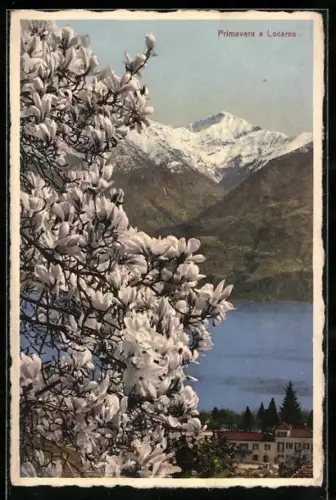 AK Locarno, Panorama im Frühling