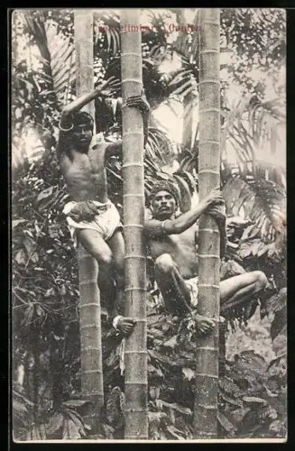 AK Ceylon, Tree climbers