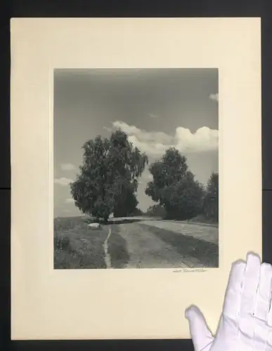 Fotografie Thomas Müller, Hamburg, mit Bäumen gesäumter Weg