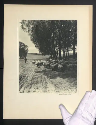 Fotografie Thomas Müller, Hamburg, Heidschnucken bei Austrieb