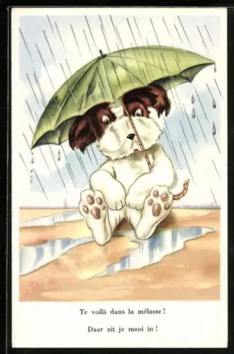 AK Hund unter einem Schirm im strömenden Regen