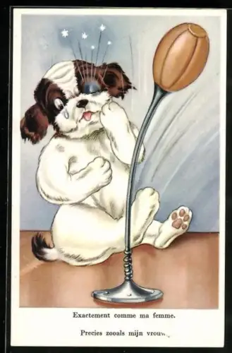 AK Hund trainiert für den Boxwettkampf