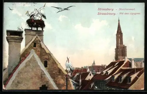 AK Strassbourg, Nid des cigognes