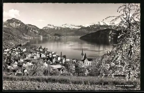 AK Weggis, Totalansicht mit Vierwaldstättersee u. Alpen