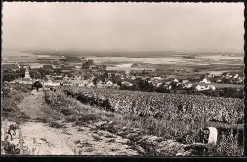 AK Oger /Avize, Vignobles, Vue generale