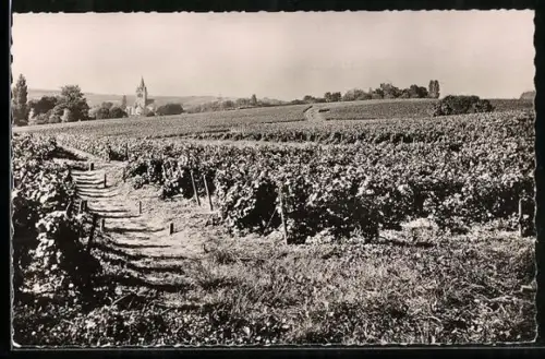 AK Villedommange /Reims, Vignobles