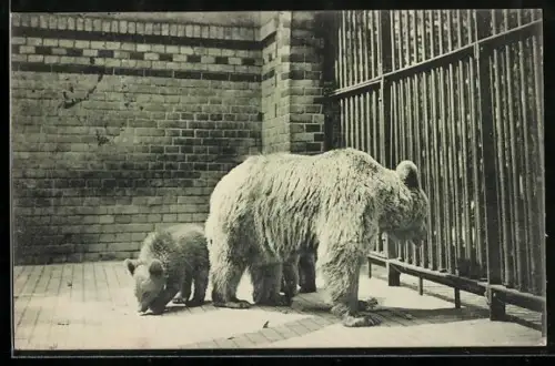 AK Berlin, Zool. Garten, Braubärin mit ihrem Jungen im Käfig