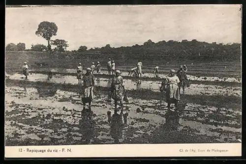 AK Madagascar, Repiquage du riz