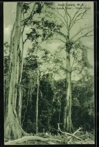 AK Virgin Forest /Gold Coast, Silk Cotton Trees