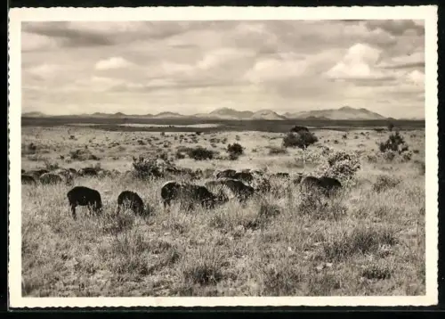 AK Windhoek, Panorama
