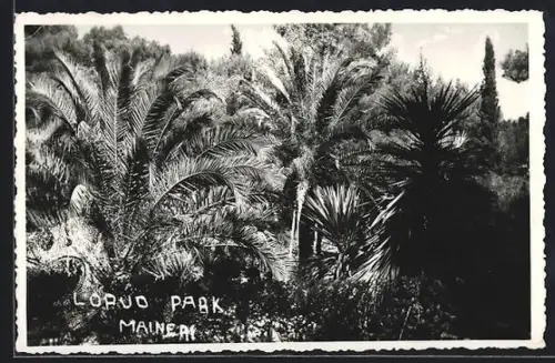 AK Maineri, Lopuo Park