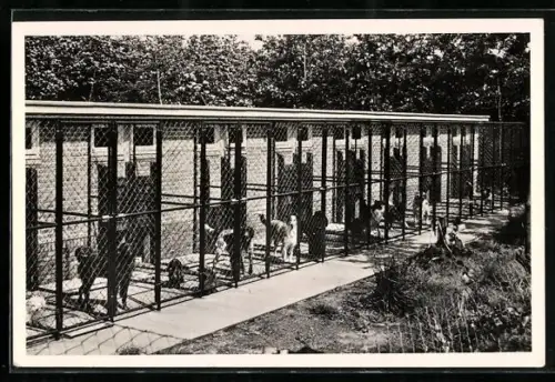 AK Epse /Gorssel, Hotel de Dierenvriend, Huzarenlaan 13a